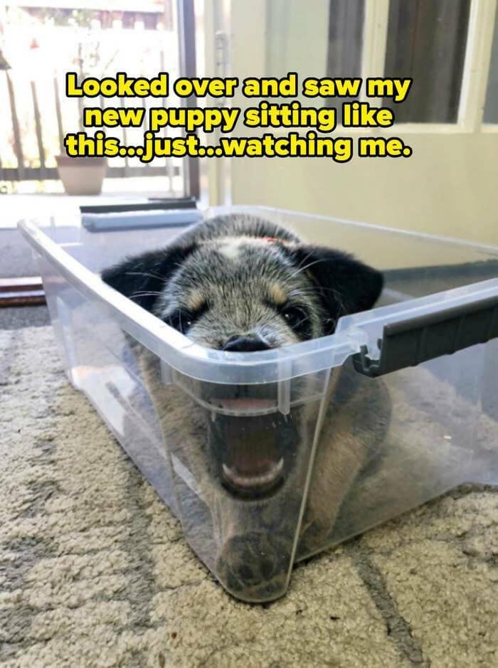 Looked over and saw my new puppy sitting like this Just watching me.