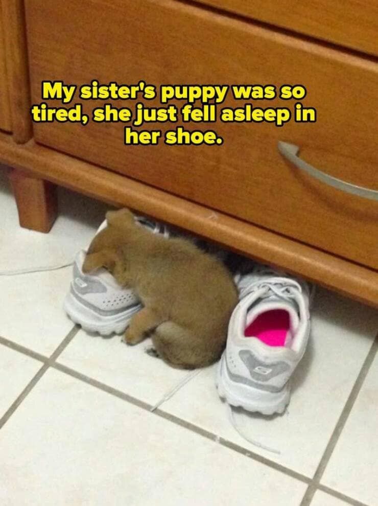 My sister's puppy was so tired, she just fell asleep in her shoe.