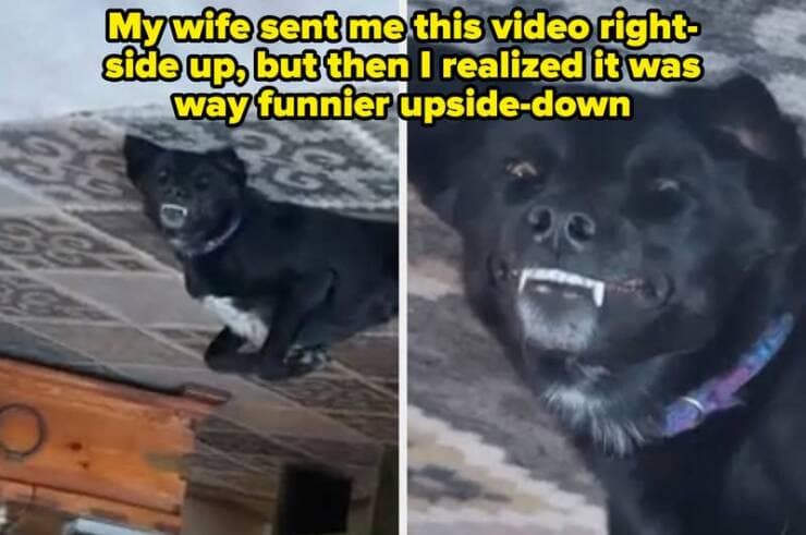 My wife sent me this video right-side up, but then I realized it was way funnier upside-down