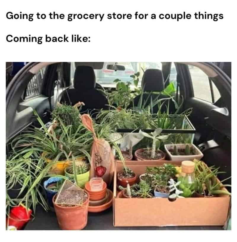 plant memes, gardening memes, botanical memes, greenery memes, horticulture memes, garden memes, plant parent memes, green thumb jokes, plant parent jokes, horticultural humor, indoor plant humor, houseplant humor, potted plant memes
