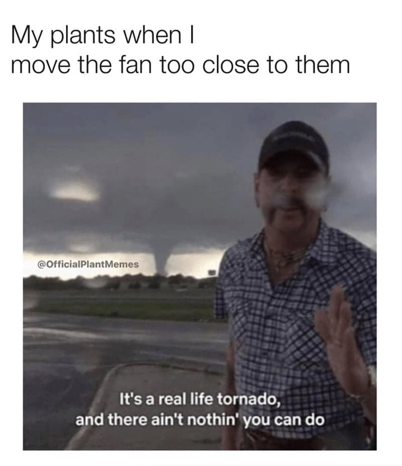 plant memes, gardening memes, botanical memes, greenery memes, horticulture memes, garden memes, plant parent memes, green thumb jokes, plant parent jokes, horticultural humor, indoor plant humor, houseplant humor, potted plant memes