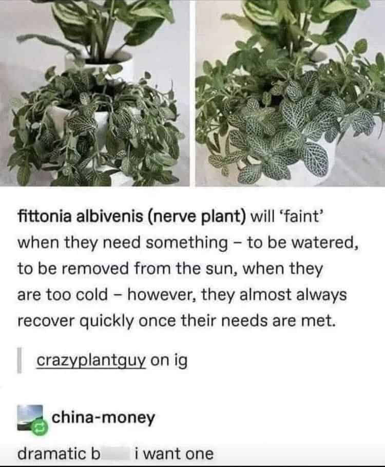 plant memes, gardening memes, botanical memes, greenery memes, horticulture memes, garden memes, plant parent memes, green thumb jokes, plant parent jokes, horticultural humor, indoor plant humor, houseplant humor, potted plant memes