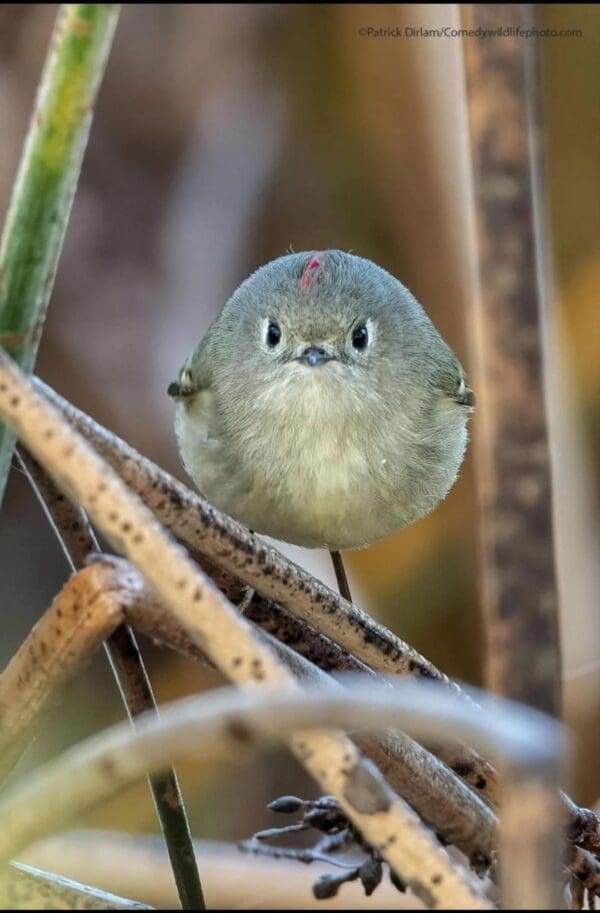 44 Funny Round Birds You ll Want To Squeeze Immediately 44 Funny Round Birds You ll Want To Squeeze Immediately