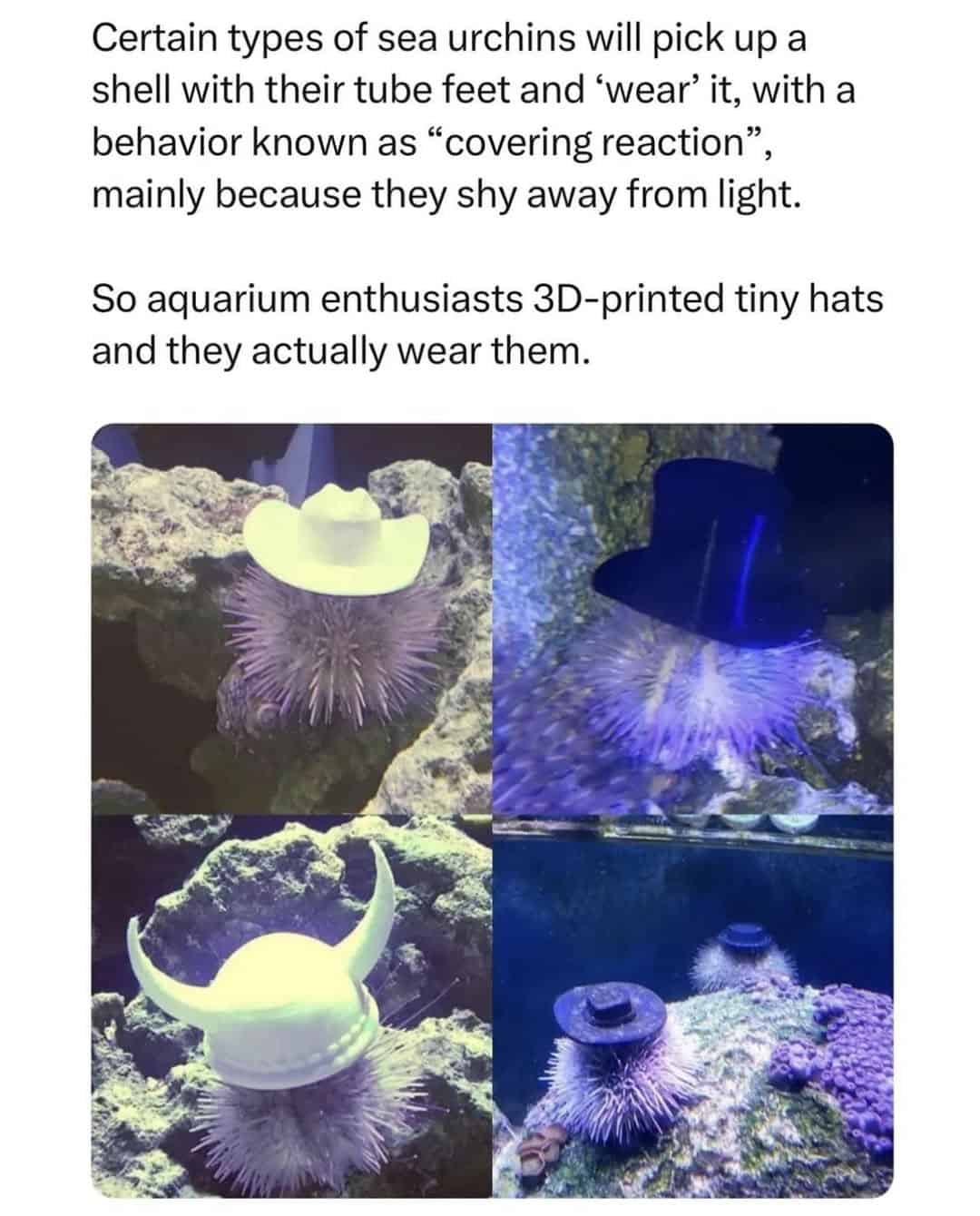 wholesome memes, uplifting memes, positive memes, feel-good memes relatable memes, memes you understand, funny everyday memes, universal humor memes cute memes, adorable memes, charming memes, delightful memes motivational memes, inspirational memes, encouraging memes, supportive memes, heartwarming memes