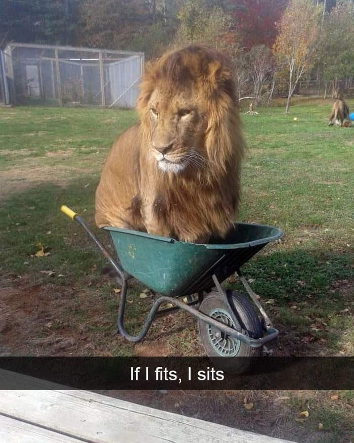 animal memes, funny animal memes, creature memes, beast memes, critter jokes, hilarious wildlife, comedic fauna, wild animal memes, safari jokes, untamed laughs, cute animal memes, adorable beast pics, fluffy funnies