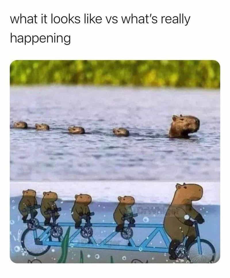 animal memes, funny animal memes, creature memes, beast memes, critter jokes, hilarious wildlife, comedic fauna, wild animal memes, safari jokes, untamed laughs, cute animal memes, adorable beast pics, fluffy funnies