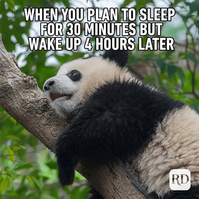 animal memes, funny animal memes, creature memes, beast memes, critter jokes, hilarious wildlife, comedic fauna, wild animal memes, safari jokes, untamed laughs, cute animal memes, adorable beast pics, fluffy funnies