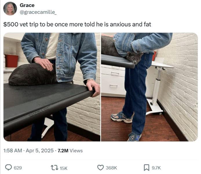 $500 vet trip to be once more told he is anxious and fat