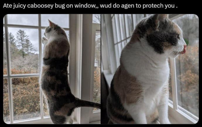 Ate juicy caboosey bug on window,, wud do agen to protech you .
