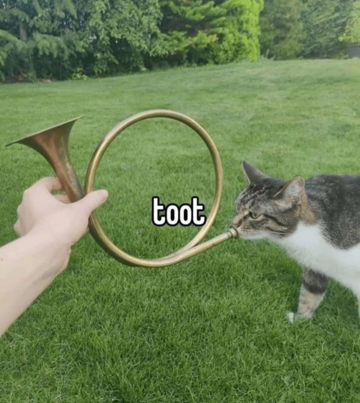 toot cat horn meme