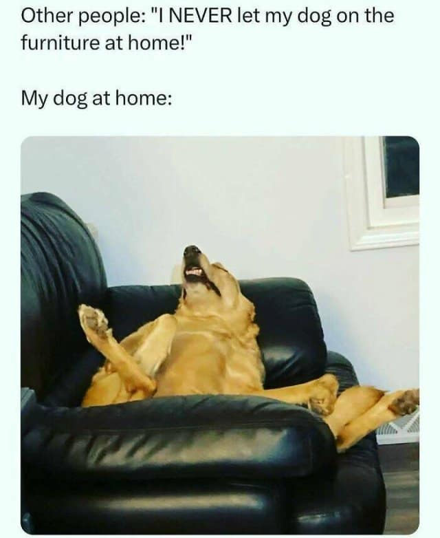 Other people: "I NEVER let my dog on the furniture at home!" My dog at home: