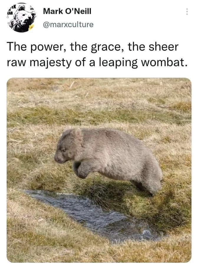 retro memes, enduring memes, viral memes, trending internet jokes, unstoppable online humor, legendary meme references, internet relics, iconic meme material, evergreen memes, unkillable jokes, timeless internet giggles