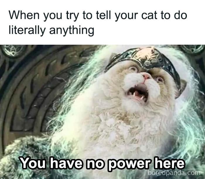 When you try to tell your cat to do literally anything You have no power here boredpanda.com