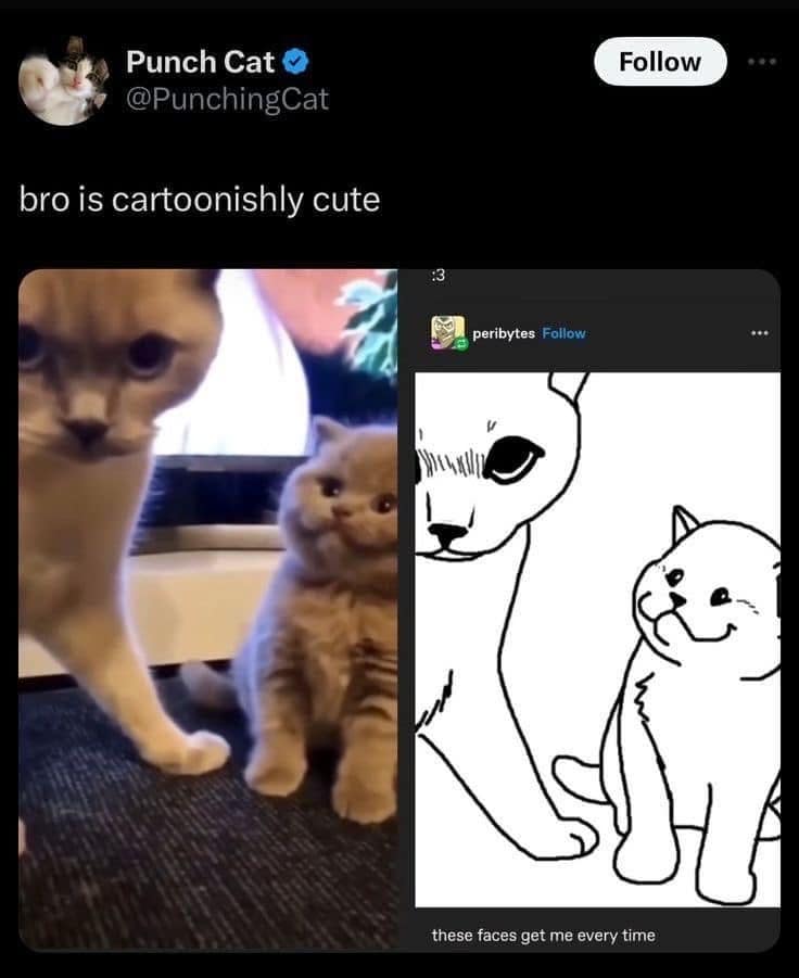 Punch Cat O @PunchingCat Follow bro is cartoonishly cute peribytes Follow these faces get me every time