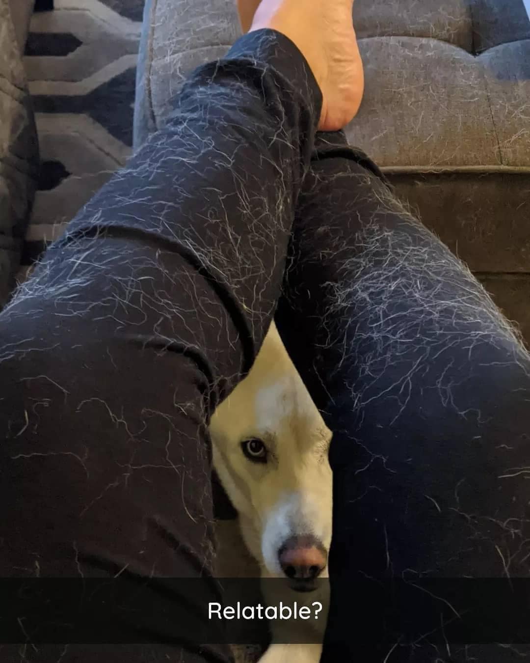 Relatable? dog hair