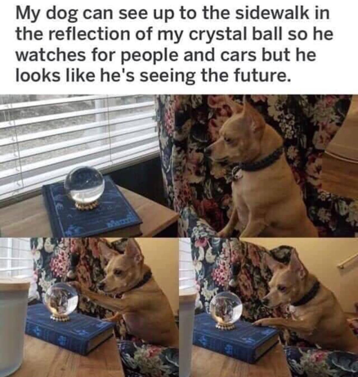 My dog can see up to the sidewalk in the reflection of my crystal ball so he watches for people and cars but he looks like he's seeing the future.