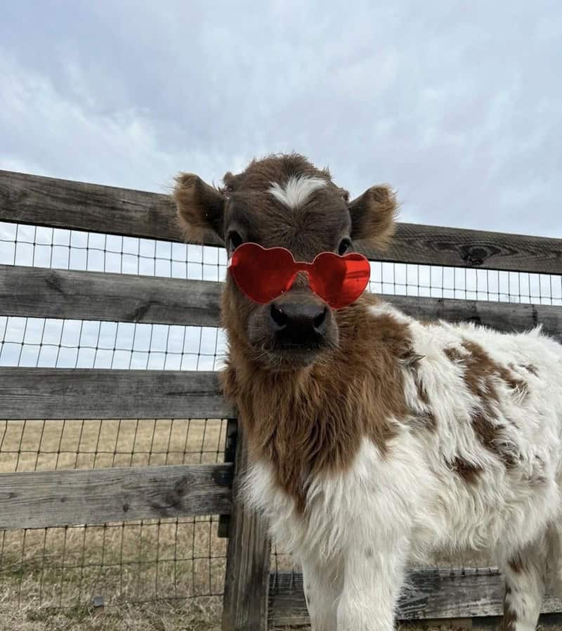 cute cow, cow memes, adorable cow, sweet cow, lovable cow, farm animals, baby cows, dairy cow, cows on pasture, friendly bovines, country livestock, rural creatures, farmland pets