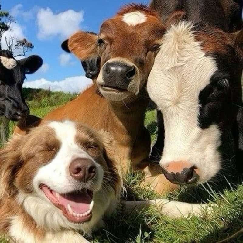 cute cow, cow memes, adorable cow, sweet cow, lovable cow, farm animals, baby cows, dairy cow, cows on pasture, friendly bovines, country livestock, rural creatures, farmland pets