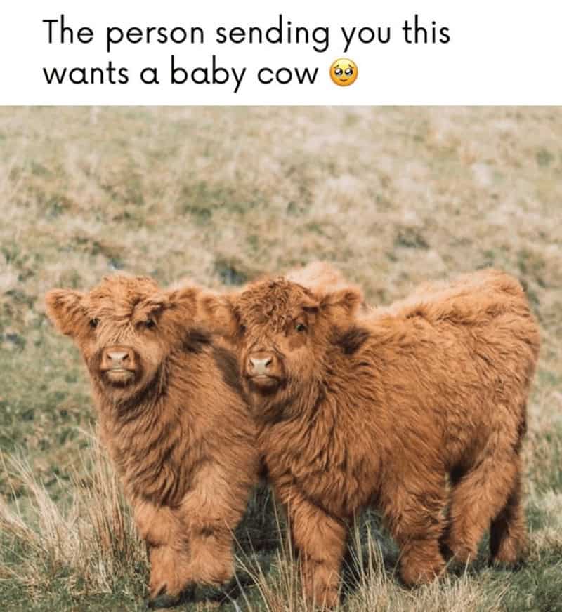 cute cow, cow memes, adorable cow, sweet cow, lovable cow, farm animals, baby cows, dairy cow, cows on pasture, friendly bovines, country livestock, rural creatures, farmland pets
