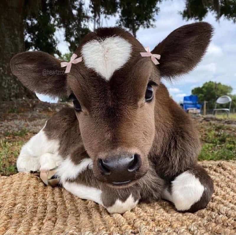 cute cow, cow memes, adorable cow, sweet cow, lovable cow, farm animals, baby cows, dairy cow, cows on pasture, friendly bovines, country livestock, rural creatures, farmland pets