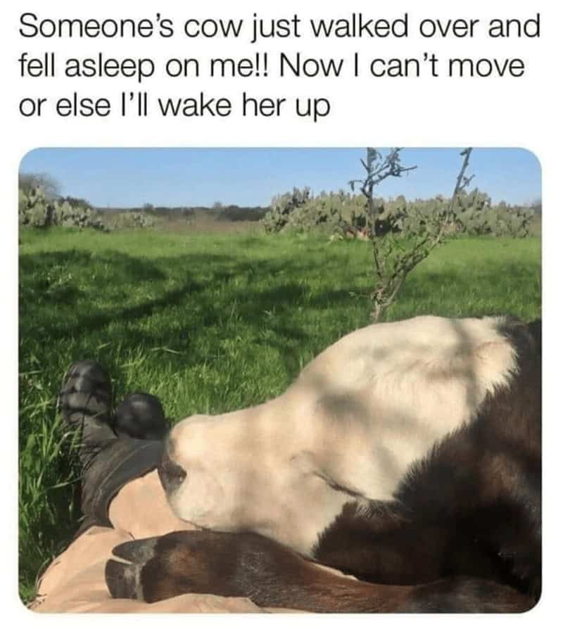 cute cow, cow memes, adorable cow, sweet cow, lovable cow, farm animals, baby cows, dairy cow, cows on pasture, friendly bovines, country livestock, rural creatures, farmland pets