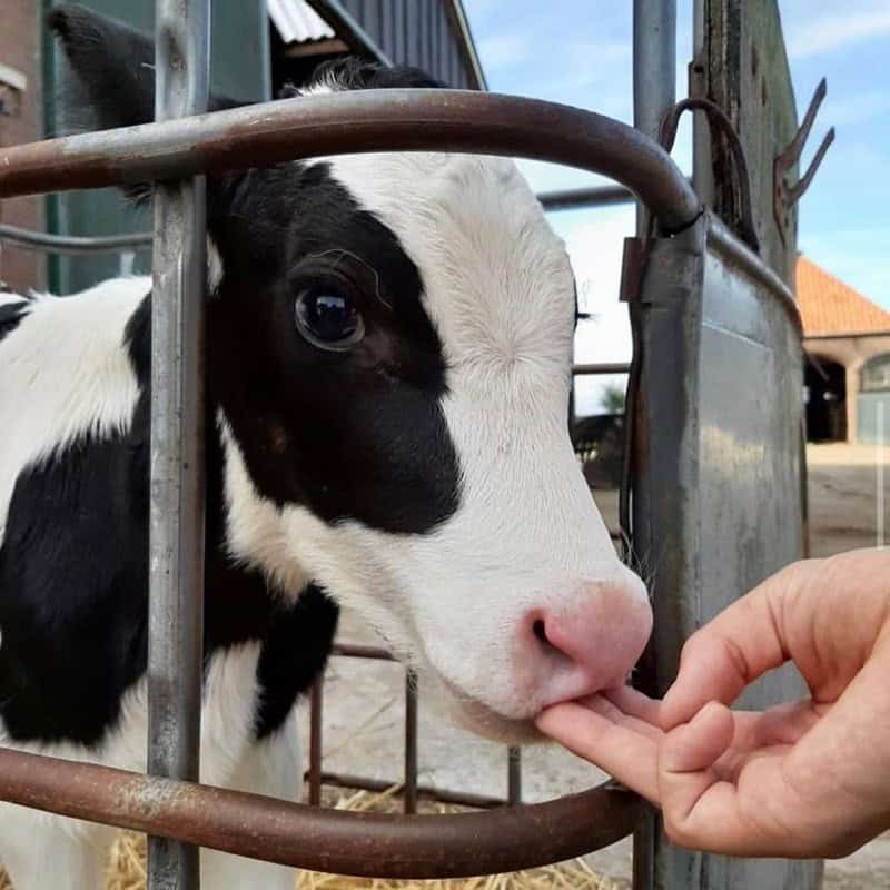 cute cow, cow memes, adorable cow, sweet cow, lovable cow, farm animals, baby cows, dairy cow, cows on pasture, friendly bovines, country livestock, rural creatures, farmland pets