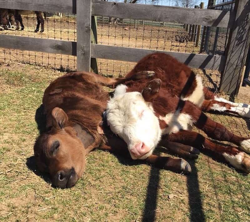 cute cow, cow memes, adorable cow, sweet cow, lovable cow, farm animals, baby cows, dairy cow, cows on pasture, friendly bovines, country livestock, rural creatures, farmland pets