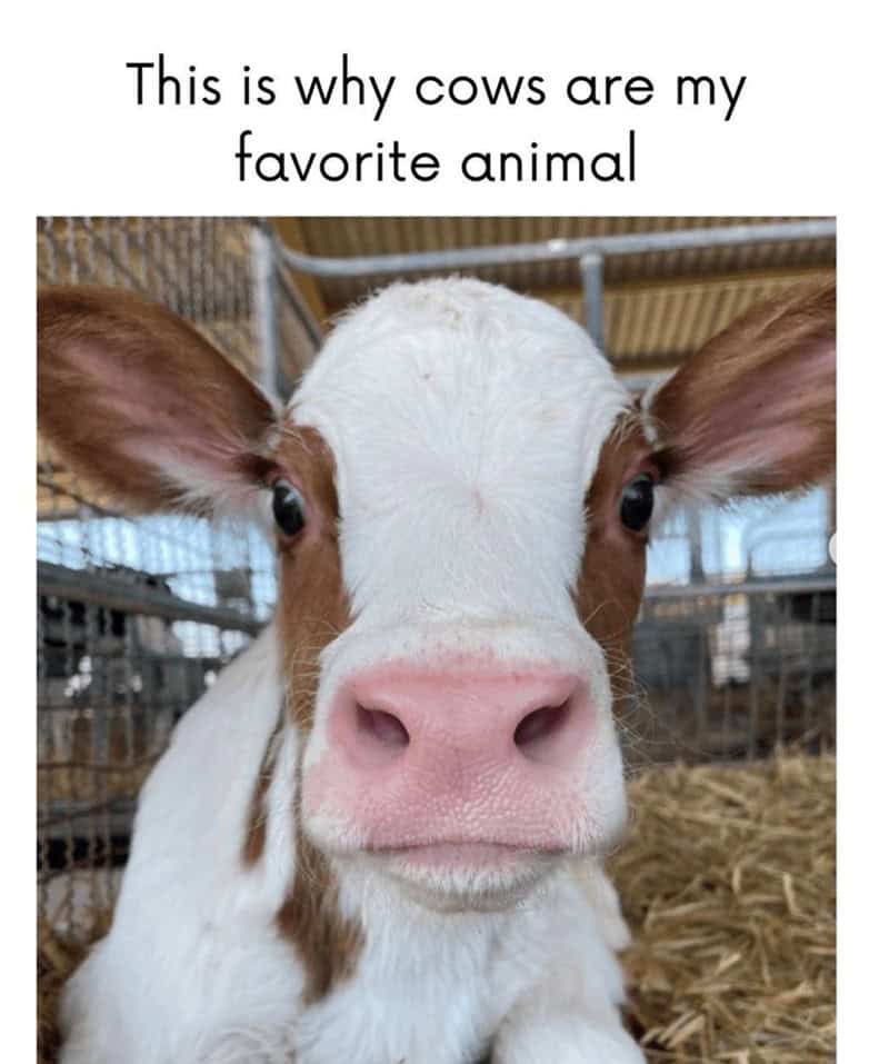 cute cow, cow memes, adorable cow, sweet cow, lovable cow, farm animals, baby cows, dairy cow, cows on pasture, friendly bovines, country livestock, rural creatures, farmland pets