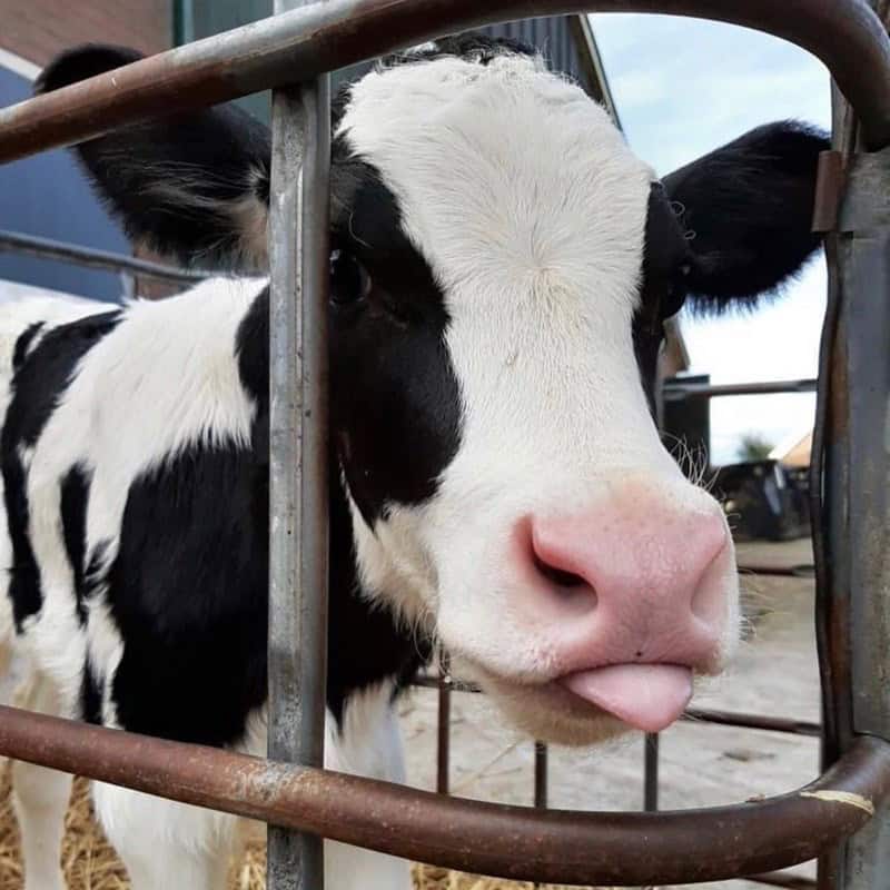 cute cow, cow memes, adorable cow, sweet cow, lovable cow, farm animals, baby cows, dairy cow, cows on pasture, friendly bovines, country livestock, rural creatures, farmland pets