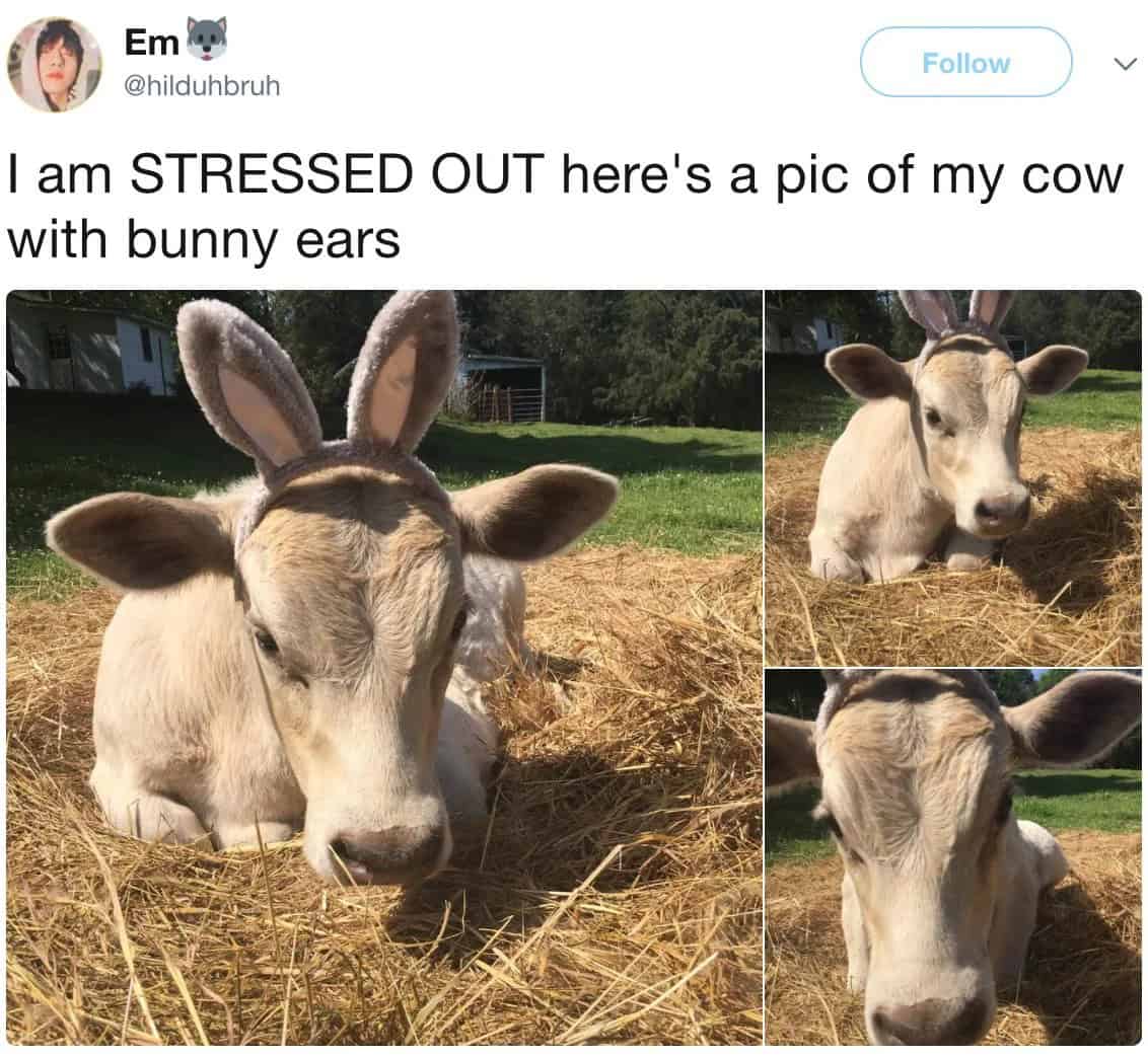 cute cow, cow memes, adorable cow, sweet cow, lovable cow, farm animals, baby cows, dairy cow, cows on pasture, friendly bovines, country livestock, rural creatures, farmland pets