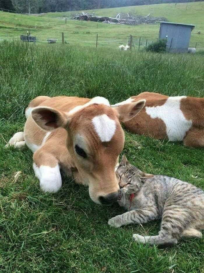 cute cow, cow memes, adorable cow, sweet cow, lovable cow, farm animals, baby cows, dairy cow, cows on pasture, friendly bovines, country livestock, rural creatures, farmland pets