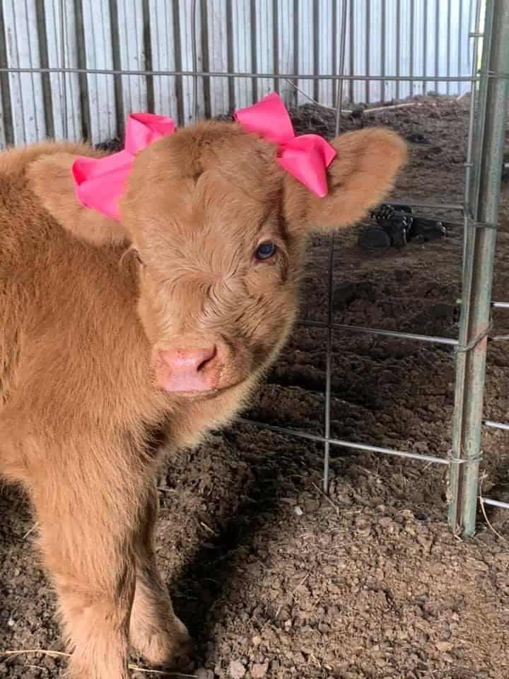 cute cow, cow memes, adorable cow, sweet cow, lovable cow, farm animals, baby cows, dairy cow, cows on pasture, friendly bovines, country livestock, rural creatures, farmland pets