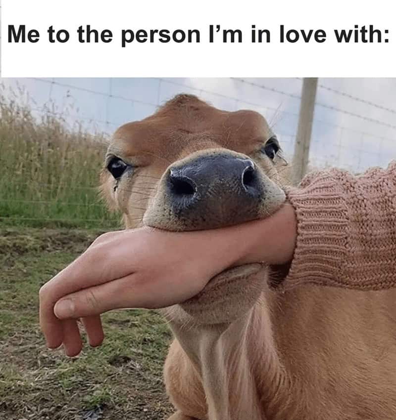 cute cow, cow memes, adorable cow, sweet cow, lovable cow, farm animals, baby cows, dairy cow, cows on pasture, friendly bovines, country livestock, rural creatures, farmland pets