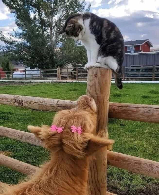 cute cow, cow memes, adorable cow, sweet cow, lovable cow, farm animals, baby cows, dairy cow, cows on pasture, friendly bovines, country livestock, rural creatures, farmland pets