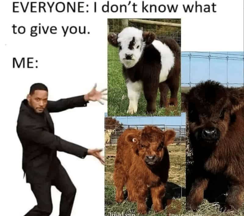 cute cow, cow memes, adorable cow, sweet cow, lovable cow, farm animals, baby cows, dairy cow, cows on pasture, friendly bovines, country livestock, rural creatures, farmland pets