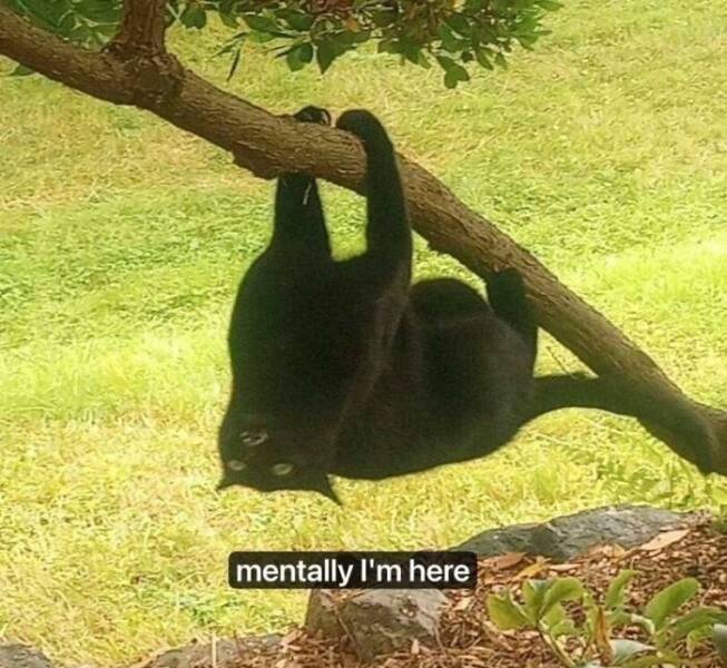 mentally I'm here