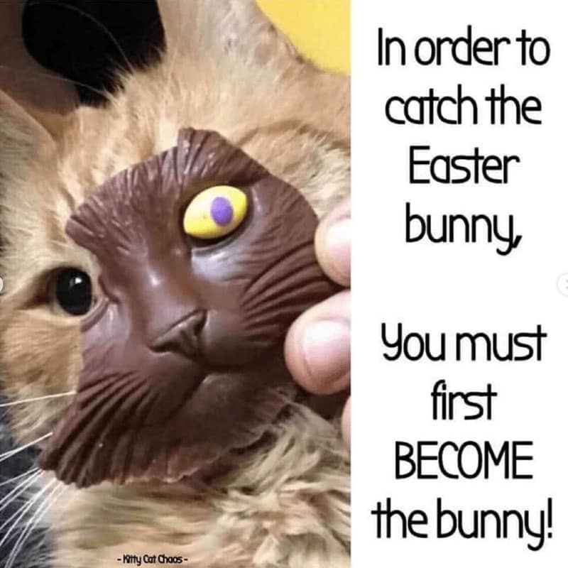 easter chocolate meme, easter candy memes, chocolate jokes, egg memes, easter egg memes, easter memes, chocolate memes, cream egg memes, peep memes