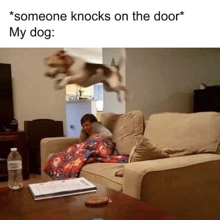funny animal memes, animal memes, pet memes, cute animal memes, dog memes, cat memes, wildlife memes, critter memes, animal humor, creature jokes, furry memes, zoo memes, adorable memes, animal reactions, animal pics, pet humor