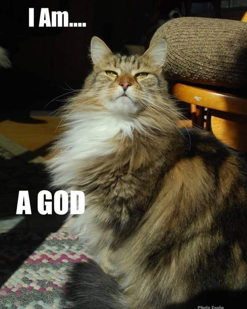 funny animal memes, animal memes, pet memes, cute animal memes, dog memes, cat memes, wildlife memes, critter memes, animal humor, creature jokes, furry memes, zoo memes, adorable memes, animal reactions, animal pics, pet humor