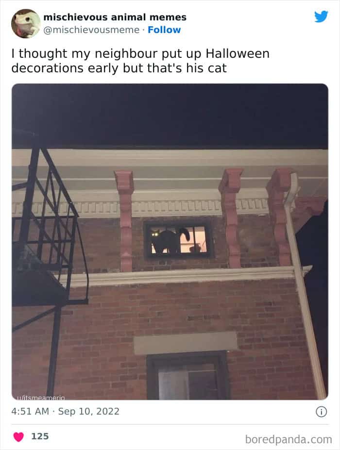 funny animal memes, animal memes, pet memes, cute animal memes, dog memes, cat memes, wildlife memes, critter memes, animal humor, creature jokes, furry memes, zoo memes, adorable memes, animal reactions, animal pics, pet humor