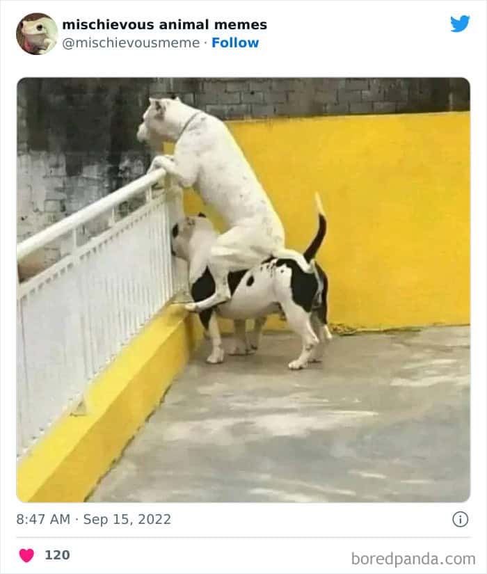 funny animal memes, animal memes, pet memes, cute animal memes, dog memes, cat memes, wildlife memes, critter memes, animal humor, creature jokes, furry memes, zoo memes, adorable memes, animal reactions, animal pics, pet humor