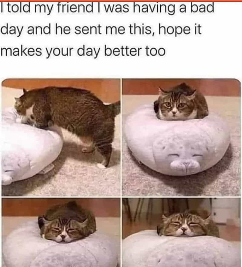 funny animal memes, animal memes, pet memes, cute animal memes, dog memes, cat memes, wildlife memes, critter memes, animal humor, creature jokes, furry memes, zoo memes, adorable memes, animal reactions, animal pics, pet humor