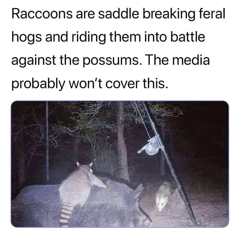 funny animal memes, animal memes, pet memes, cute animal memes, dog memes, cat memes, wildlife memes, critter memes, animal humor, creature jokes, furry memes, zoo memes, adorable memes, animal reactions, animal pics, pet humor