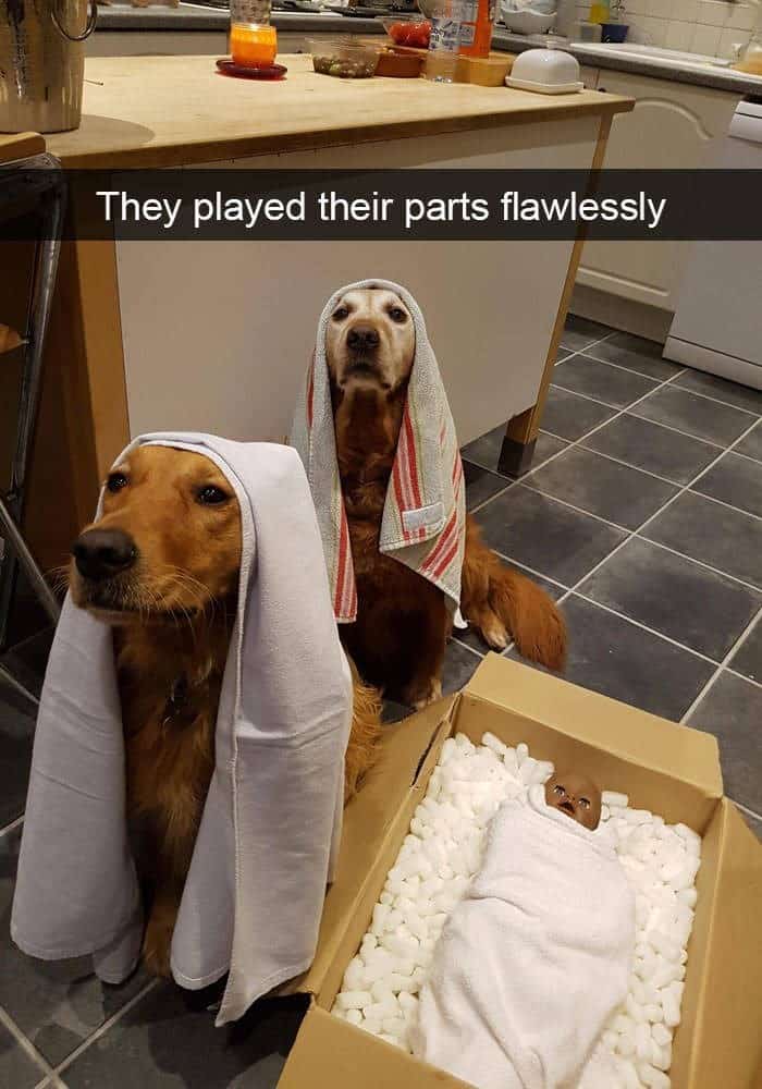 funny animal snapchats, silly animal snapchats, hilarious animal snapchats, witty animal snapchats, pet memes, animal memes, four-legged memes, funny pet snaps, hilarious pet pics, comedic pet photos, hilarious animal pictures, amusing animal photos, entertaining animal images