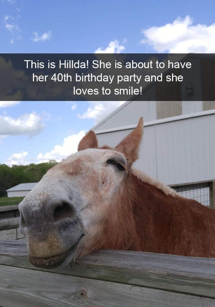 funny animal snapchats, silly animal snapchats, hilarious animal snapchats, witty animal snapchats, pet memes, animal memes, four-legged memes, funny pet snaps, hilarious pet pics, comedic pet photos, hilarious animal pictures, amusing animal photos, entertaining animal images