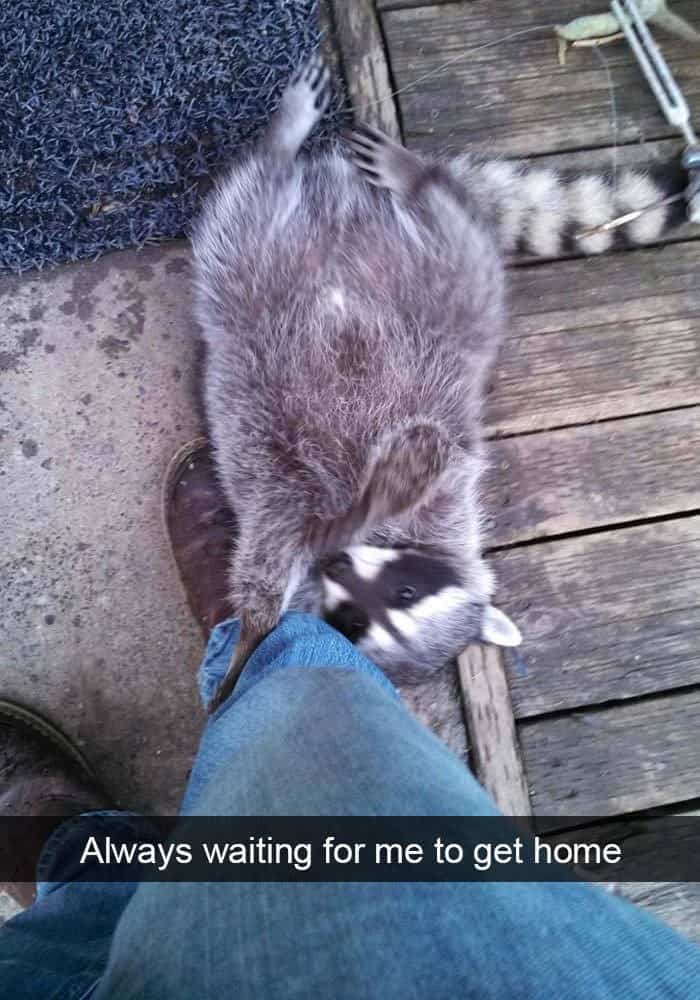 funny animal snapchats, silly animal snapchats, hilarious animal snapchats, witty animal snapchats, pet memes, animal memes, four-legged memes, funny pet snaps, hilarious pet pics, comedic pet photos, hilarious animal pictures, amusing animal photos, entertaining animal images