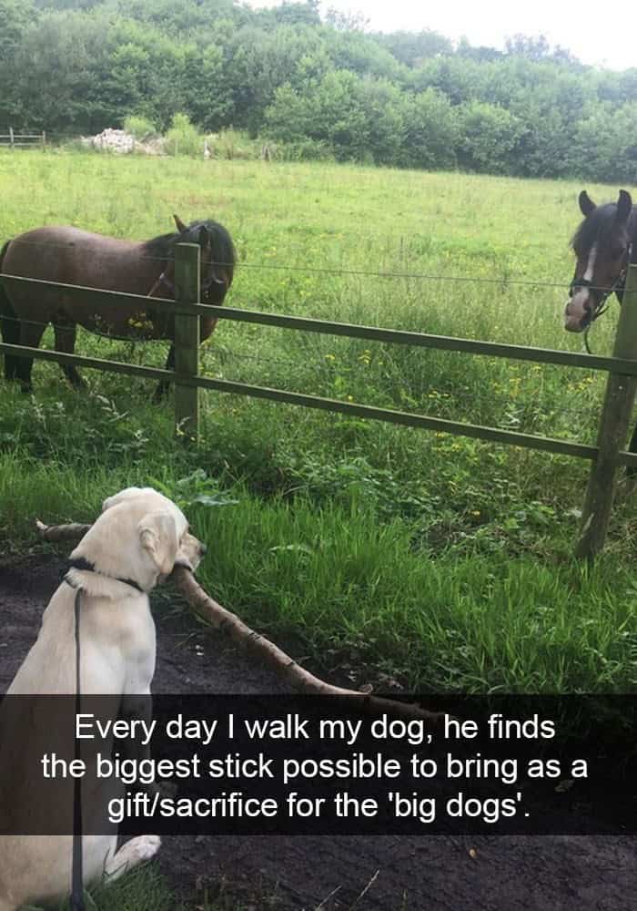 funny animal snapchats, silly animal snapchats, hilarious animal snapchats, witty animal snapchats, pet memes, animal memes, four-legged memes, funny pet snaps, hilarious pet pics, comedic pet photos, hilarious animal pictures, amusing animal photos, entertaining animal images