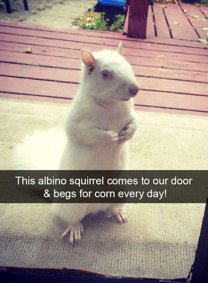 funny animal snapchats, silly animal snapchats, hilarious animal snapchats, witty animal snapchats, pet memes, animal memes, four-legged memes, funny pet snaps, hilarious pet pics, comedic pet photos, hilarious animal pictures, amusing animal photos, entertaining animal images