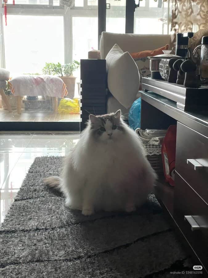 funny cat pictures, cat pictures, hilarious cat pics, comedic kitty photos, goofy feline shots, cat memes, kitty memes, feline jokes, cute cat pictures, adorable kitty pics, fluffy cat images, no context cats, random cat photos, surreal feline moments