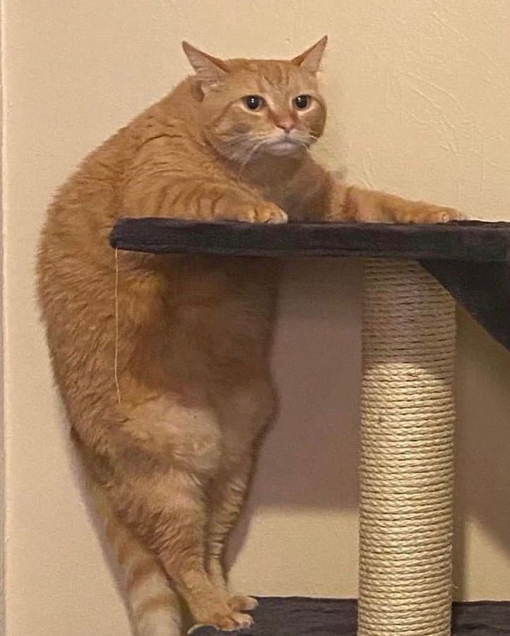 funny cat pictures, cat pictures, hilarious cat pics, comedic kitty photos, goofy feline shots, cat memes, kitty memes, feline jokes, cute cat pictures, adorable kitty pics, fluffy cat images, no context cats, random cat photos, surreal feline moments